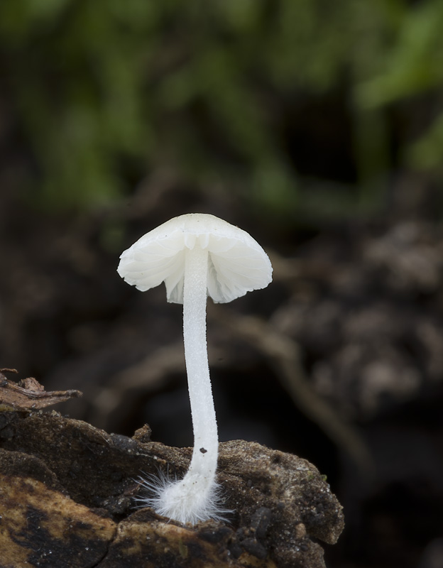 Mycena olida